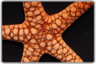 Marble Starfish